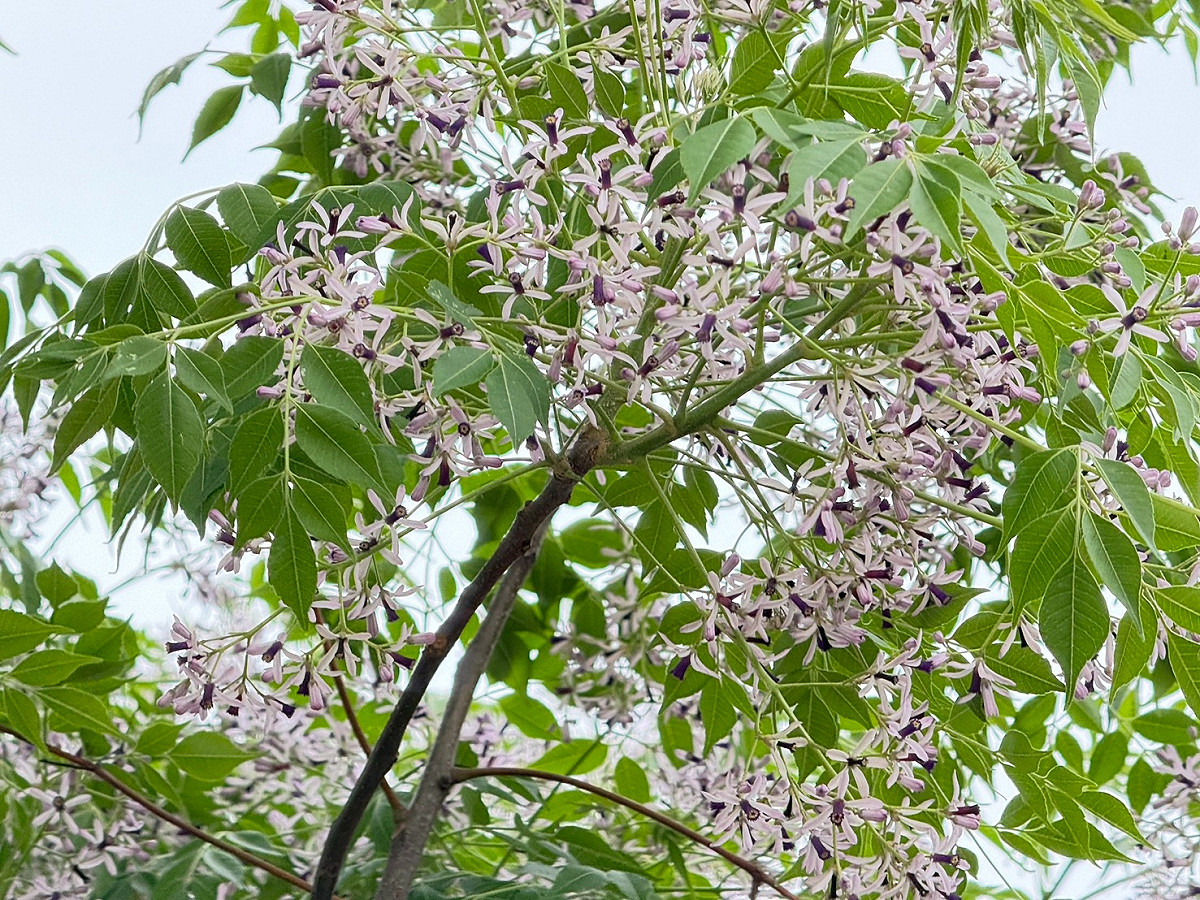 淡紫花海悄然綻放，為河濱帶來清新氣息。 圖：新北市政府高灘地工程管理處／提供