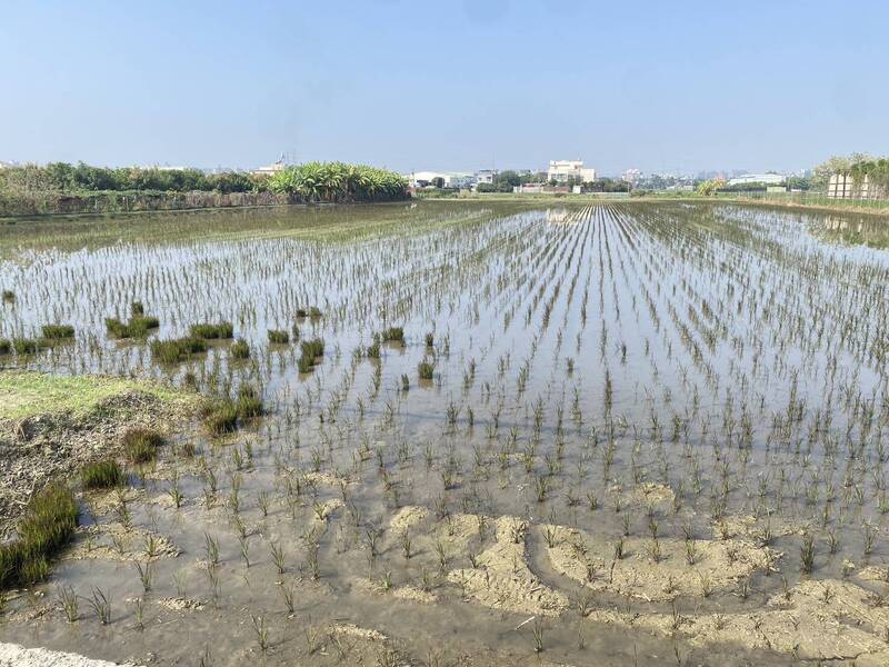 農村水保署透過低碳工法與減法設計，使總減碳率達到 16.55%，成功超越原訂 15% 目標。未來將持續透過綠色工程優化基礎建設，支持田區精準灌溉與友善環境經營，構築永續農業基石。(農田示意圖) 圖：桃園農業局／提供(資料照)
