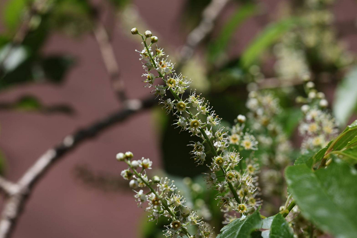高山小白櫻白色花序綻放，點綴碧綠溪春季林間景致。 圖：農業部林業試驗所／提供