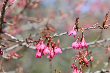 山櫻花於早春綻放，粉紅花朵點綴碧綠溪山林，揭開春季賞花序幕。 圖：農業部林業試驗所／提供