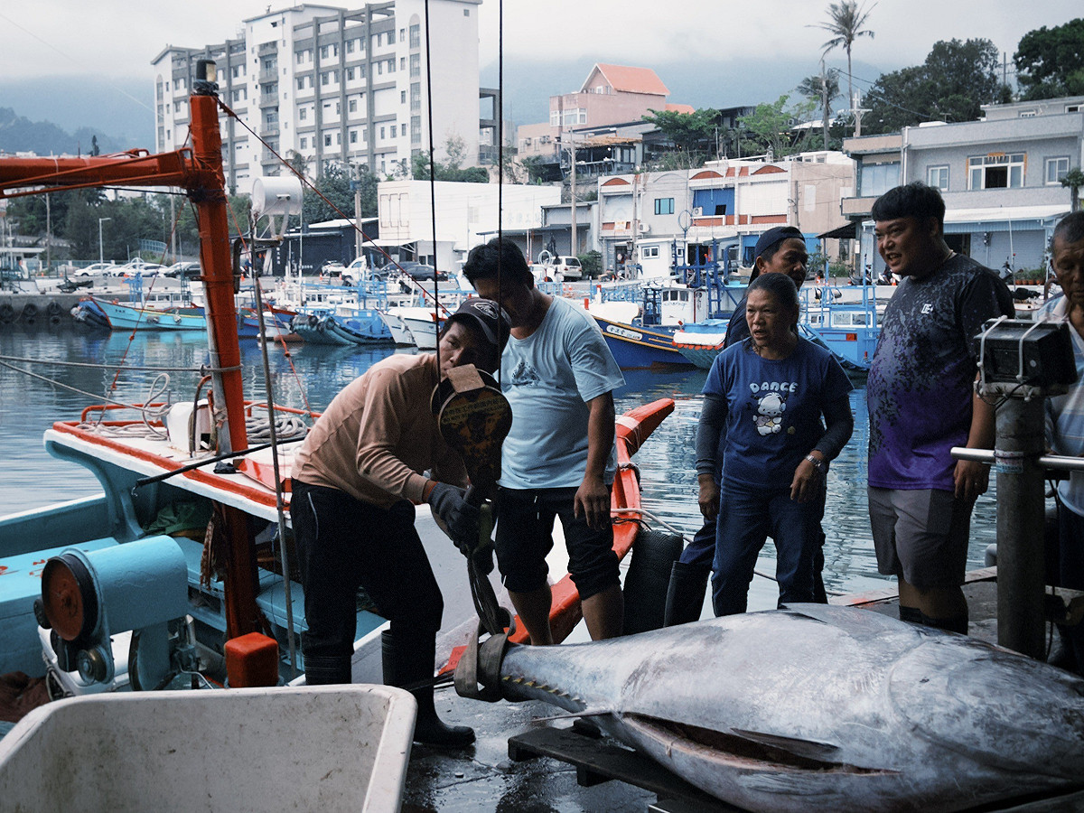 今年台東縣漁民，捕獲175公斤以上黑鮪魚可獲獎金。 圖：台東縣農業處／提供