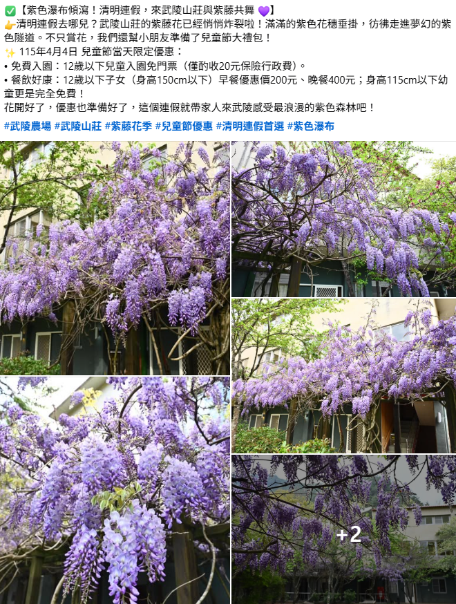 4月4日到兒童節12月以下小朋友免費入園，還能享有餐飲優惠。 圖：取自武陵農場臉書
