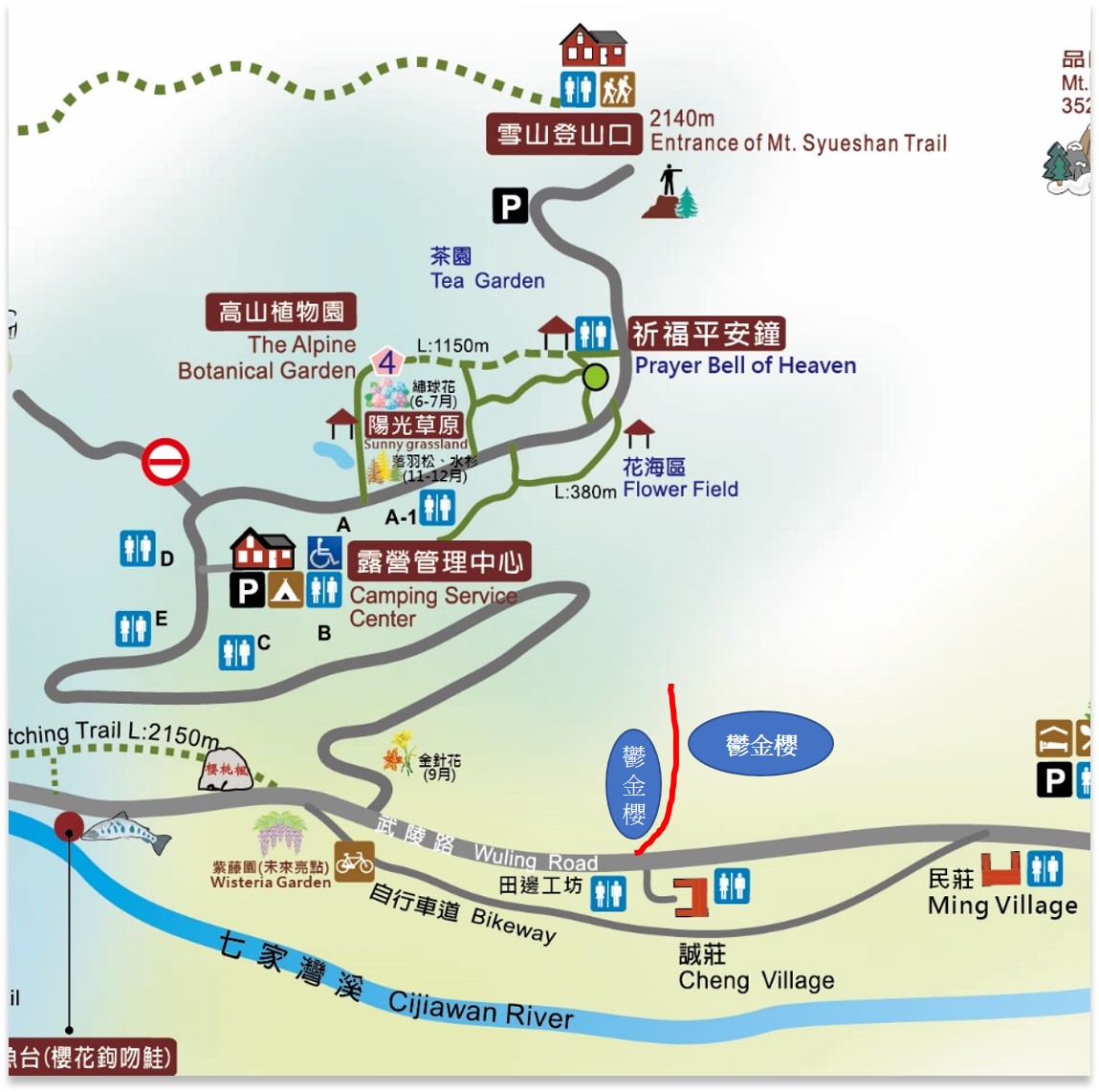 武陵農場鬱金櫻主要種植在田邊工坊過去的三叉路口往左轉進員工宿舍的小路，一抹淡雅的黃綠色就會開始盛開在眼前。 圖：翻攝自武陵農場臉書