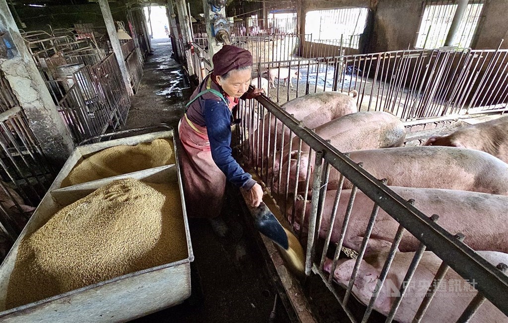 圖為高雄豬農以飼料投餵養豬場內豬群。 圖：中央社（檔案照片）