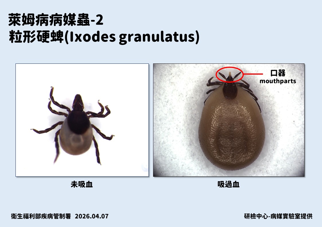 萊姆病病媒「蜱蟲」示意。 圖：疾管署／提供