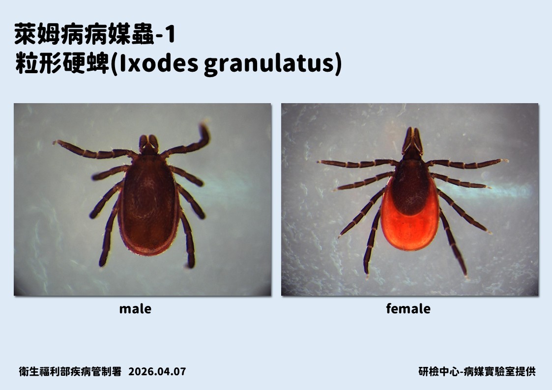 萊姆病病媒蟲，公與母蟲示意。 圖：疾管署／提供