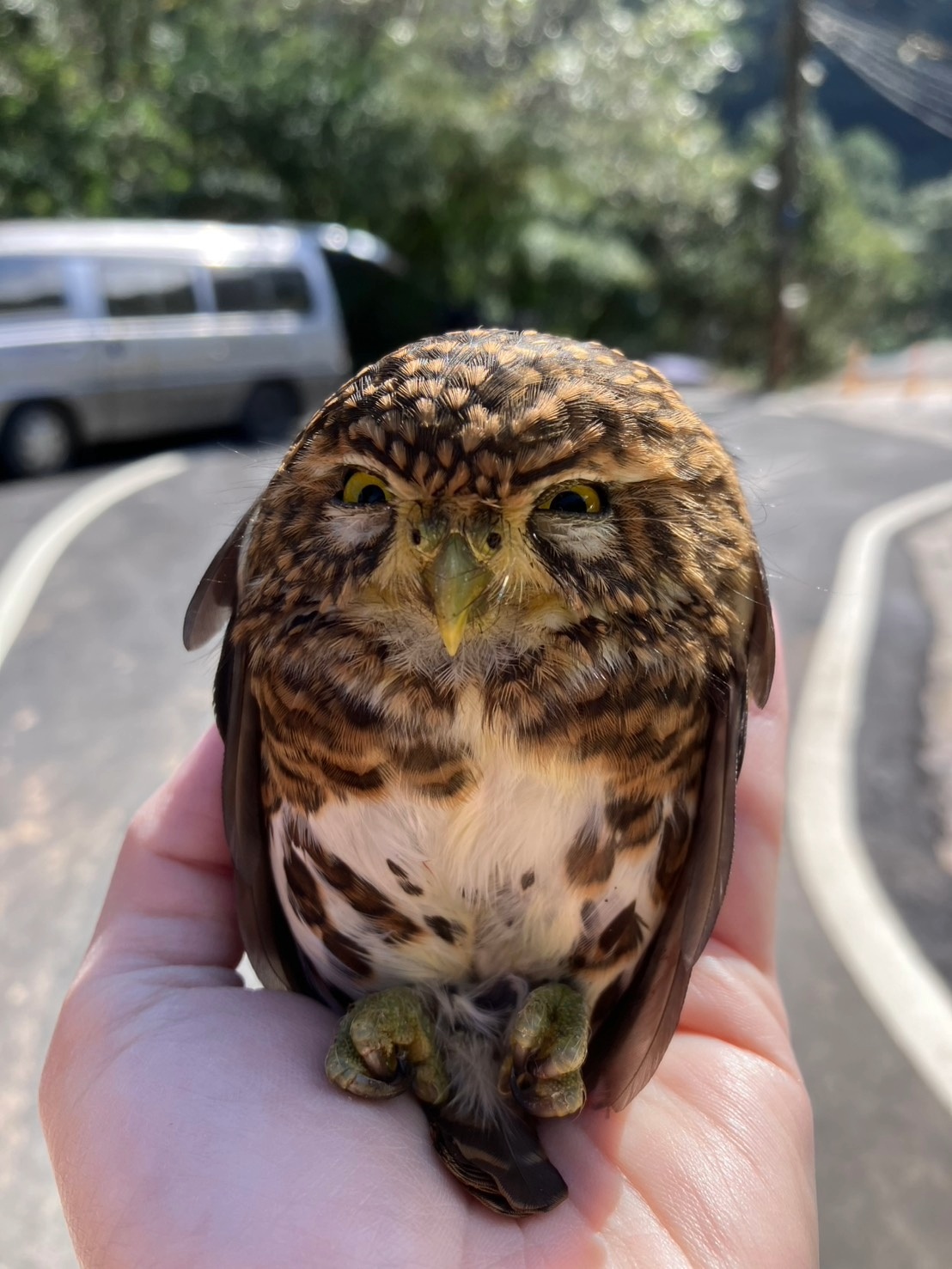 近日有民眾在新北三芝發現一隻「憤怒鳥」經動保處確認，牠是台灣體型最小的貓頭鷹「鵂鶹」。 圖：新北市動保處 / 提供