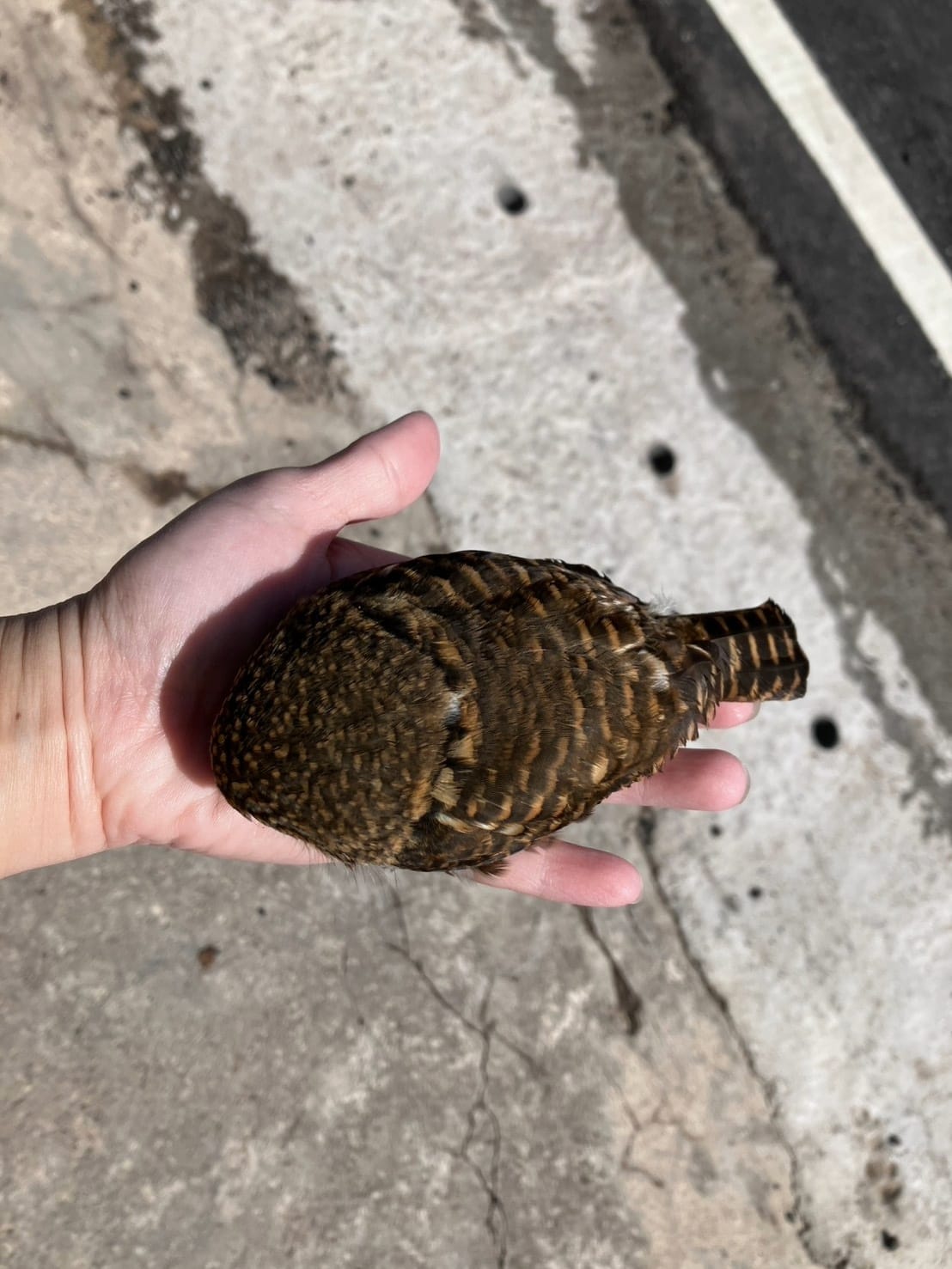 新北動保處指出，鵂鶹為台灣特有種，屬於保育類野生動物，在三峽、坪林、雙溪及貢寮等山區林地皆有發現。 圖：新北市動保處／提供
