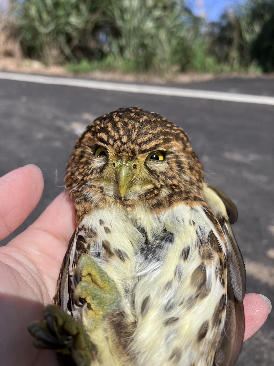 新北動保處指出，鵂鶹為保育類動物，民眾別因為好奇帶回家飼養，以免受罰。 圖：新北市動保處／提供