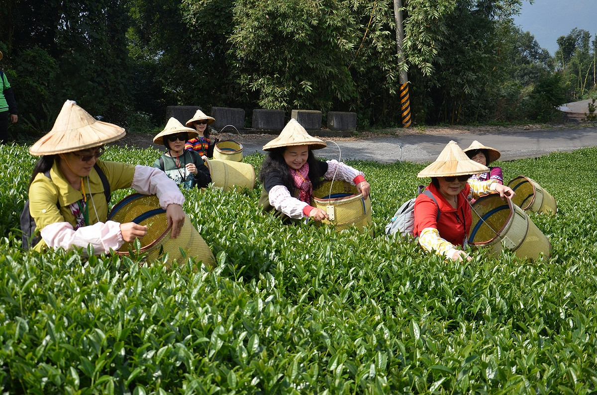 「茶」是嘉義縣山區最重要的資產與高經濟作物。 圖：嘉義縣政府／提供
