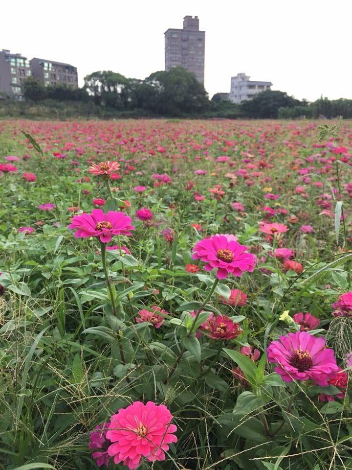 活動特別與圓光寺合作，結合圓光寺百週年活動，利用獨特的佛教美學與宗教文化，為花彩節活動增添多元的風貌。 圖：桃園市政府/提供