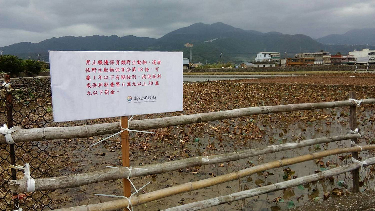 新北市動保處在黑面琵鷺現身的金山區清水濕地樹立告示牌，提醒民眾勿騷擾、餵食。 圖：翻攝新北市動保處網站