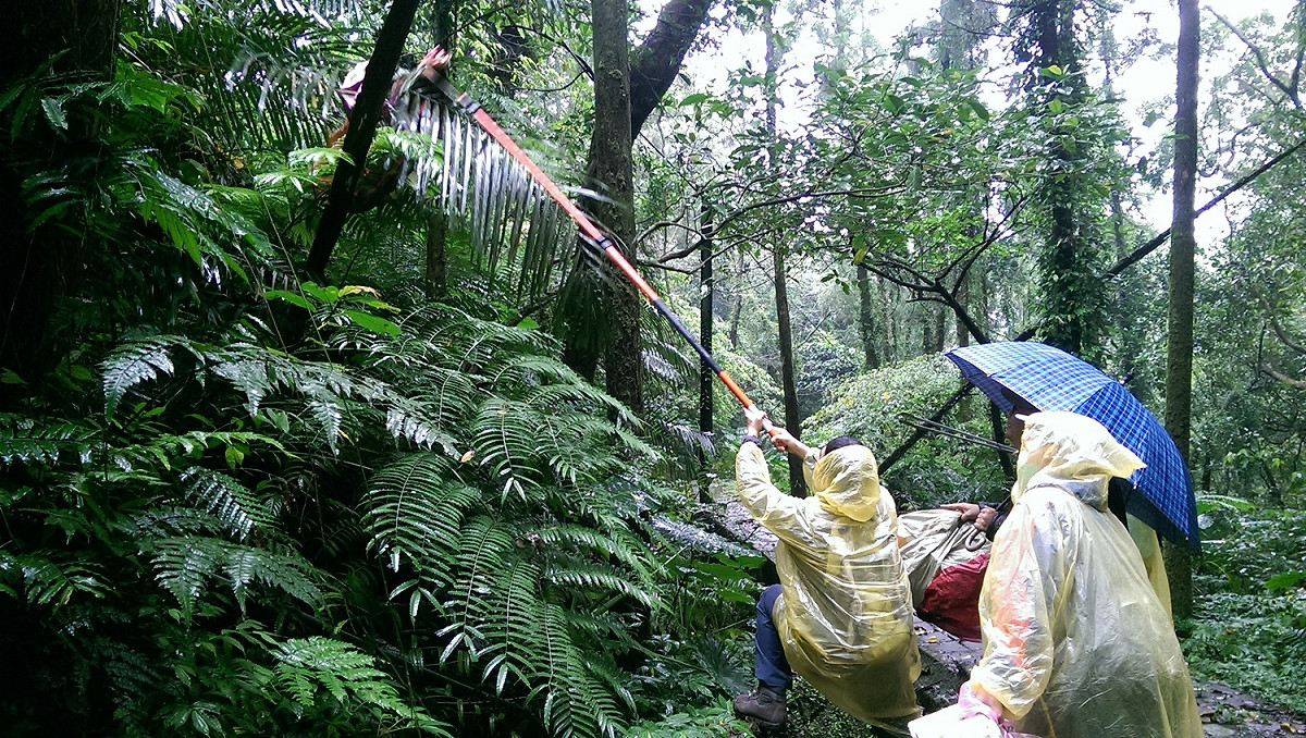 百名志工參與淨山，從「孝子山步道前段」、「 (冬)瓜寮坑溪步道」、「石底保甲路(賞魚步道)」等三條路線進行步道淨山之旅。 圖：新北市政府提供