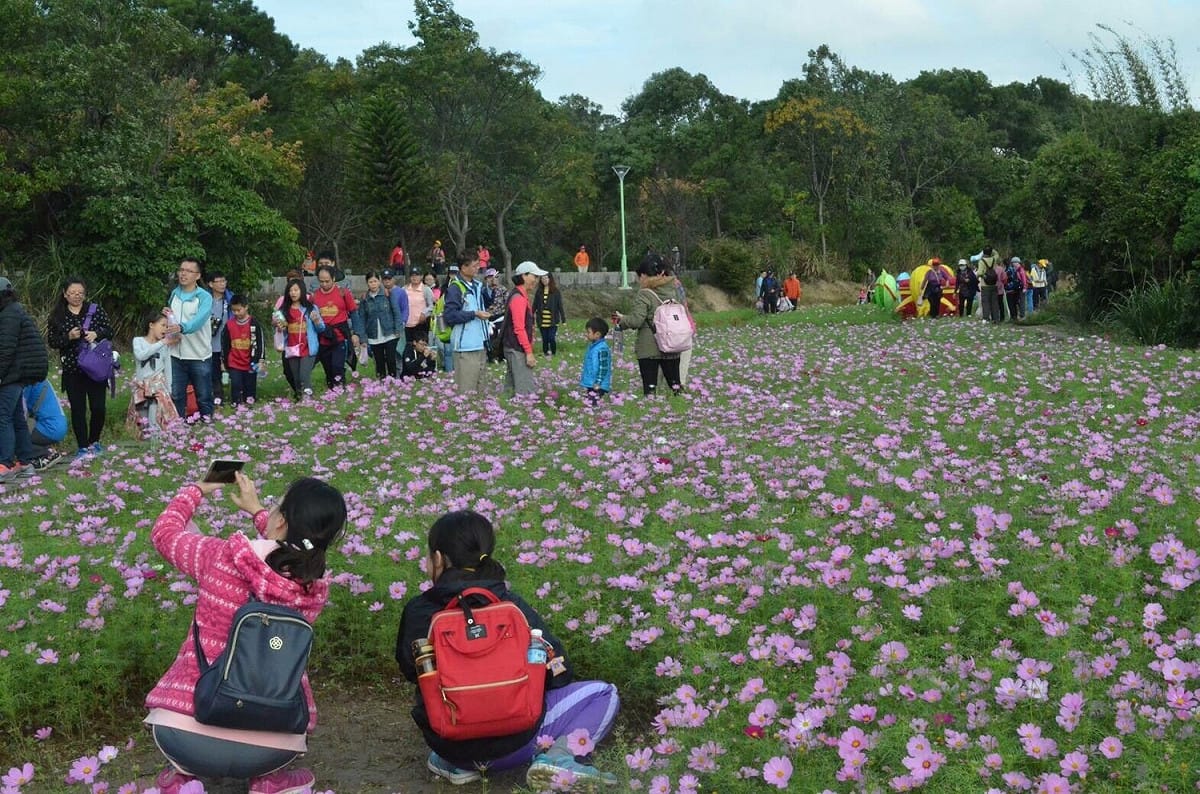 花彩節將持續到11月底，花彩節活動已舉辦第三年，從第一屆活動起，每年度參觀的遊客人數皆屢創新高，而本週六(11日)則是龍潭區將展開熱烈活動，提供想要賞花的遊客，另一個不錯的選擇。圖為平鎮花區。 圖：桃園市農業局提供
