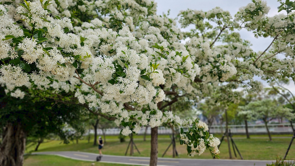流蘇花色潔白如雪，盛開時成簇生長，遠處觀看如同雪花飄落在樹梢，因此又稱之為「四月雪」。 圖：高灘地工程管理處／提供