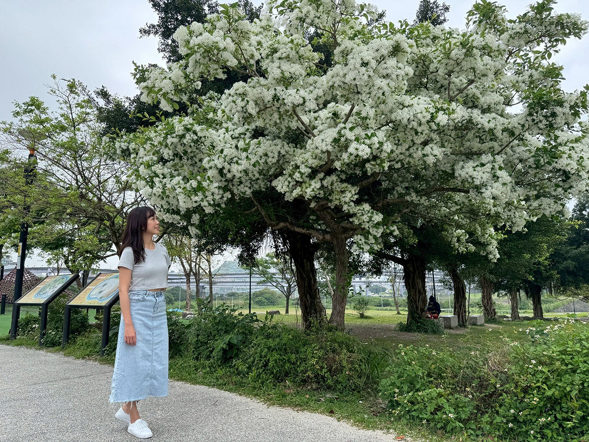 園區內的植株生長情形良好，整棵流蘇樹開滿花後就像是被一層白雪覆蓋，十分唯美。 圖：高灘地工程管理處／提供