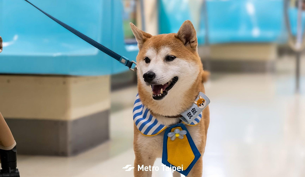台北捷運推出一系列狗狗春遊趣的活動，讓飼主與心愛的毛小孩一同留下最珍貴可愛的回憶。 圖：翻攝自台北捷運公司臉書