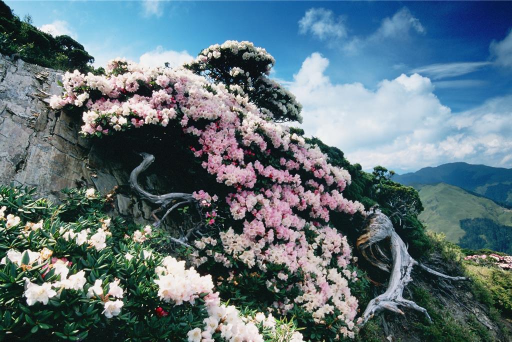 淡雅的杜鵑花紅白相間，每年吸引大批遊客前往賞花感受春日氣息。 圖：林業保署南投分署／提供