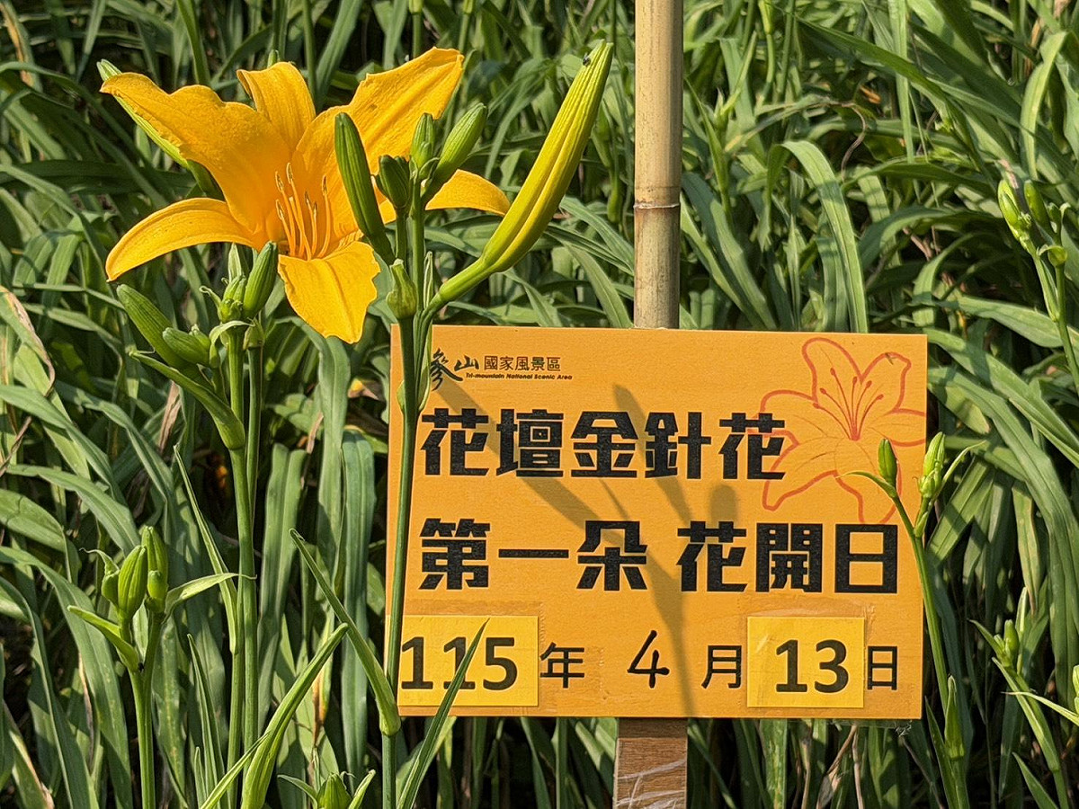 4月13日首花綻放16朵，預告花海盛況將至。 圖：參山處/提供