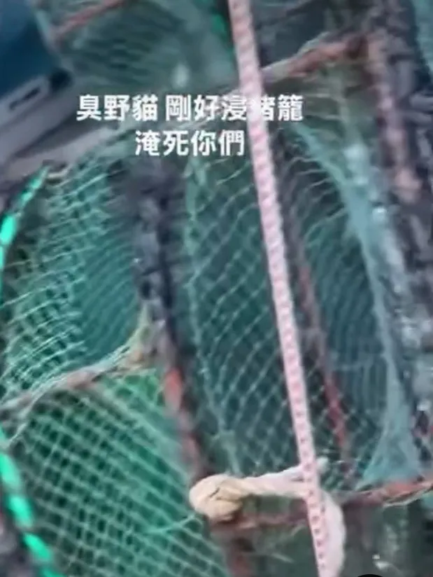 男子將幼貓裝籠丟入海中淹死。 圖：翻攝畫面