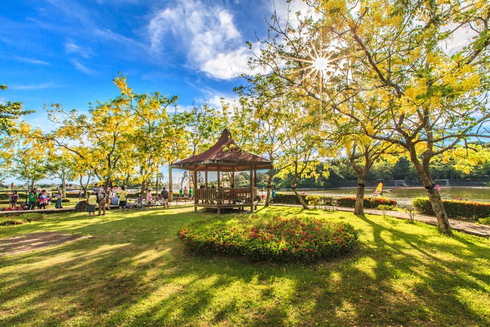 阿勃勒是一種在夏季間盛開的庭園植物，又稱黃金雨或金鍊花。 翻攝自「臺南旅遊」臉書粉絲團