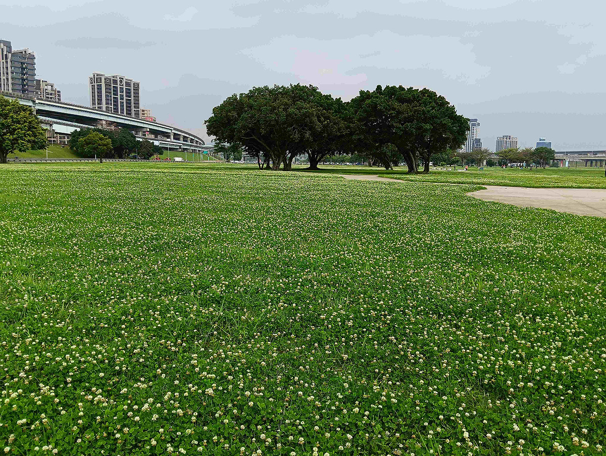 新北大都會公園內滿滿「白花三葉草」盛開與大樹相伴，白色小花密集覆蓋在草地有如下了一場春天的雪。 圖：新北市政府高灘地工程管理處／提供