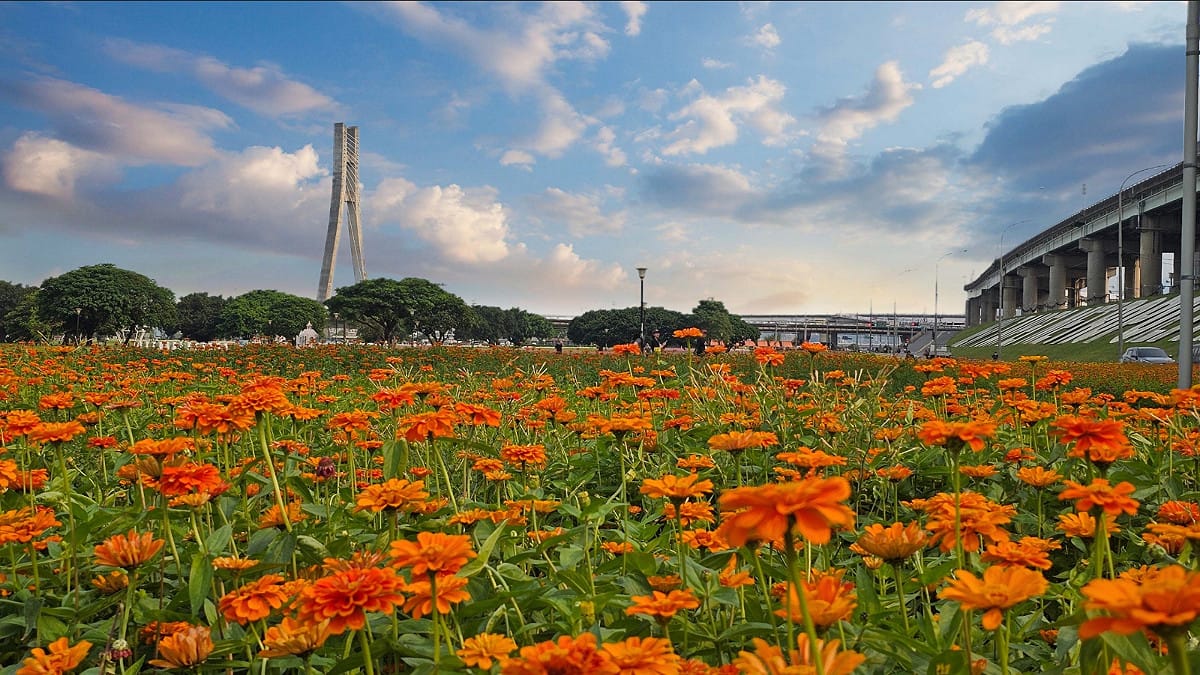 新北大都會公園一片綿延的橙黃花海與城市天際線交織成最美風景線。 圖：新北市政府高灘地工程管理處／提供