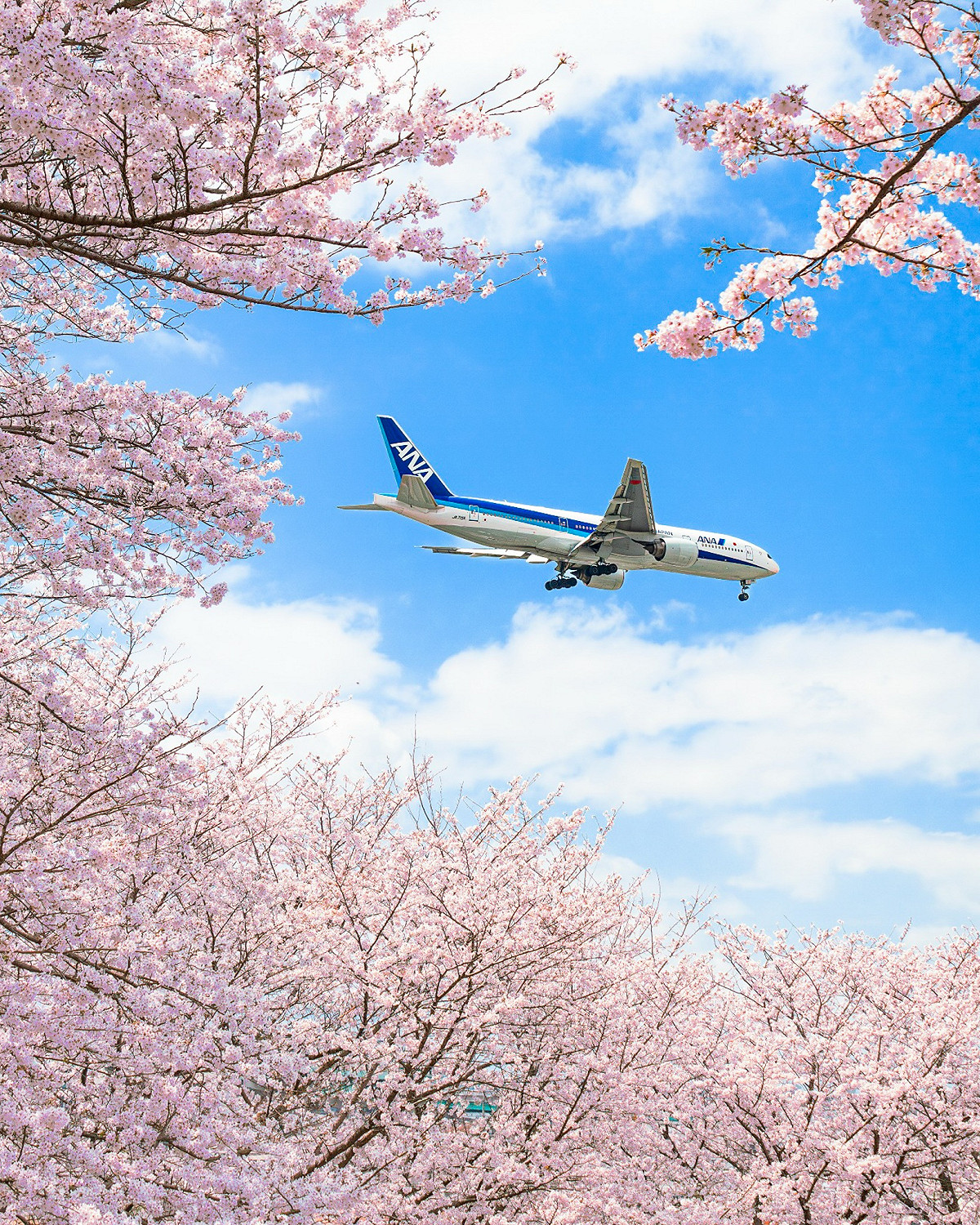 受國際燃油價格波動影響，日本航空(JAL)與全日空(ANA)，近日也宣布將燃油附加費調漲日由原定的6月提前至5月，調整後飛台短程線來回最高漲幅2,720元。 圖：翻攝自ANA臉書