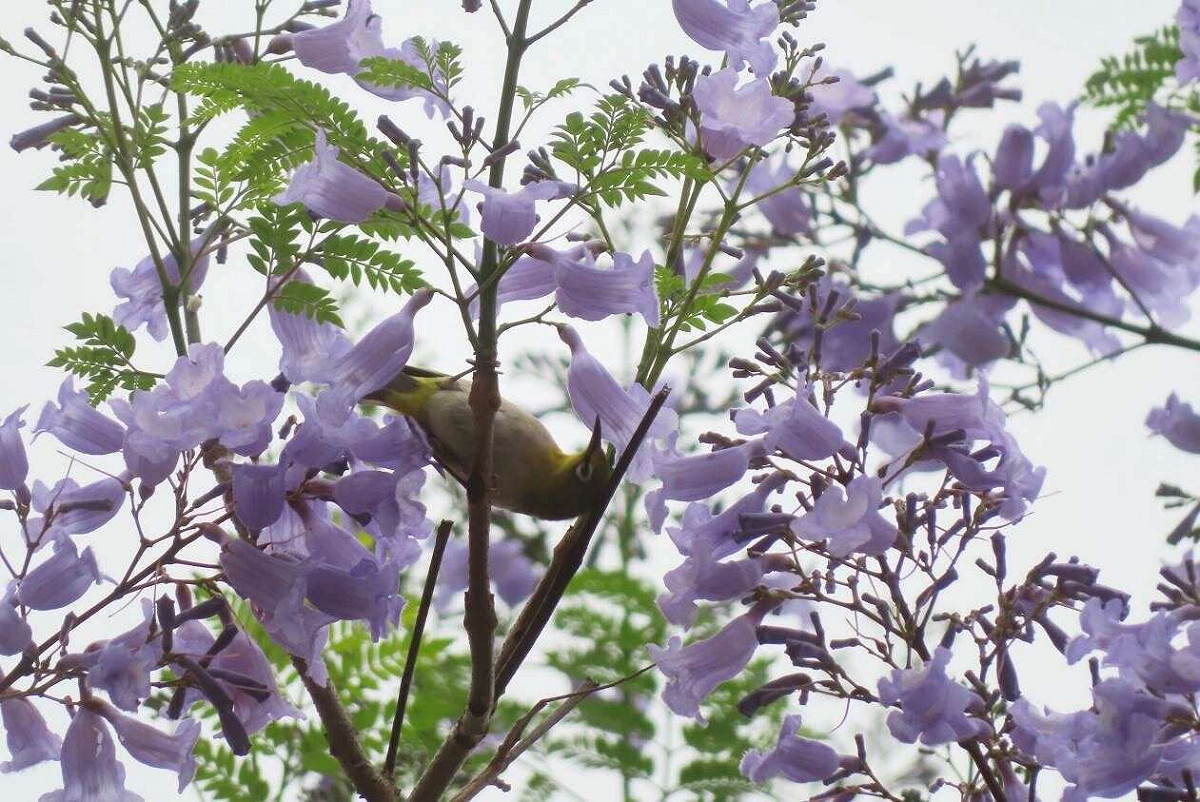 天母浪漫亭藍花楹蟲鳥訪花，綠繡眼藏身在藍花楹。 圖：台北市工務局公園路燈工程管理處／提供