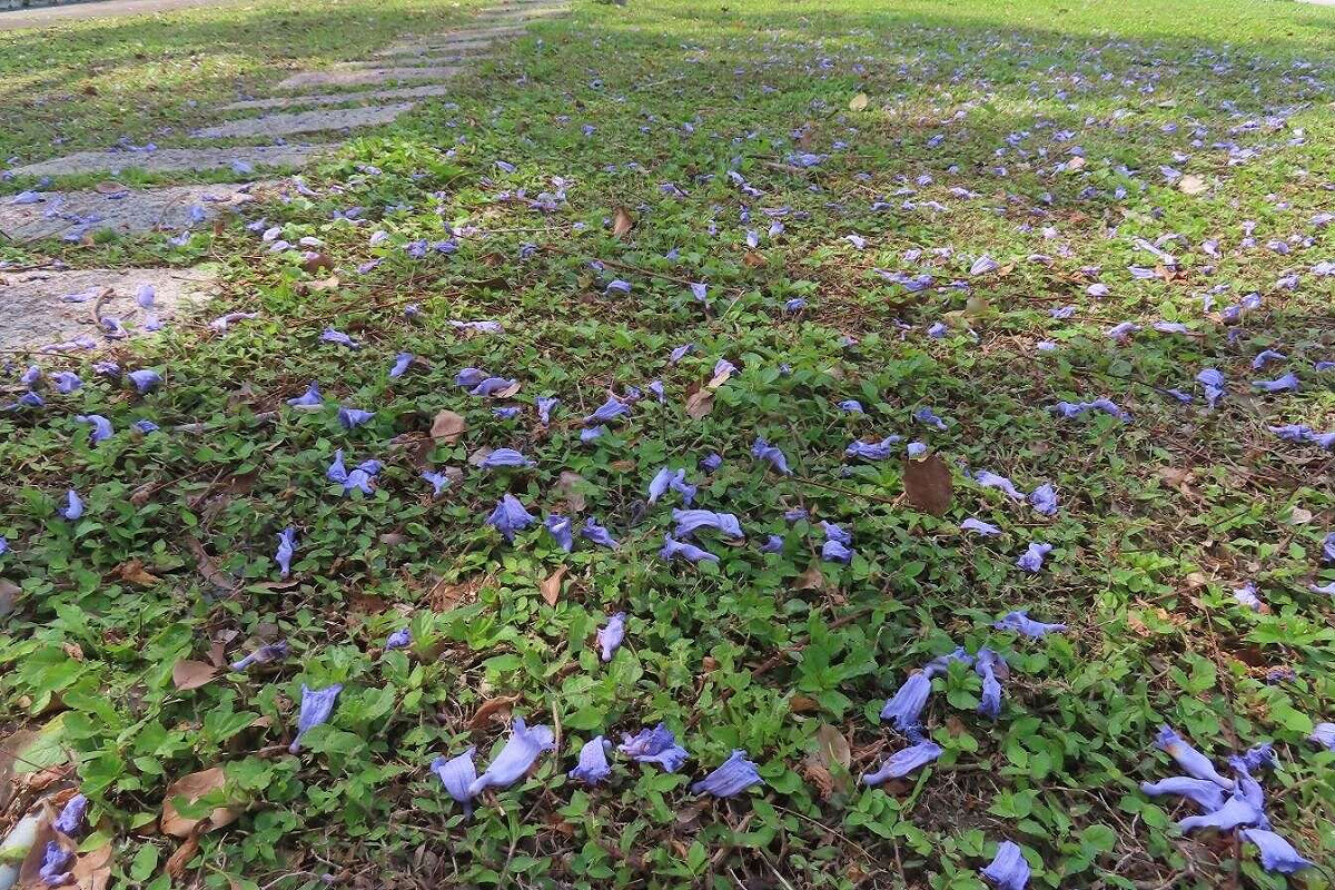 天母浪漫亭藍花楹落花繽紛。 圖：台北市工務局公園路燈工程管理處／提供
