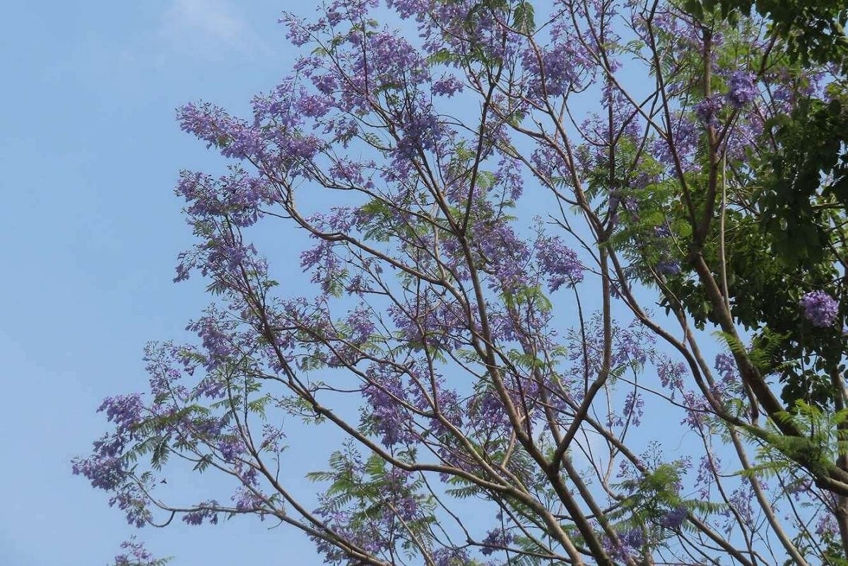 天母浪漫亭綠地藍花楹盛開。 圖：台北市工務局公園路燈工程管理處／提供