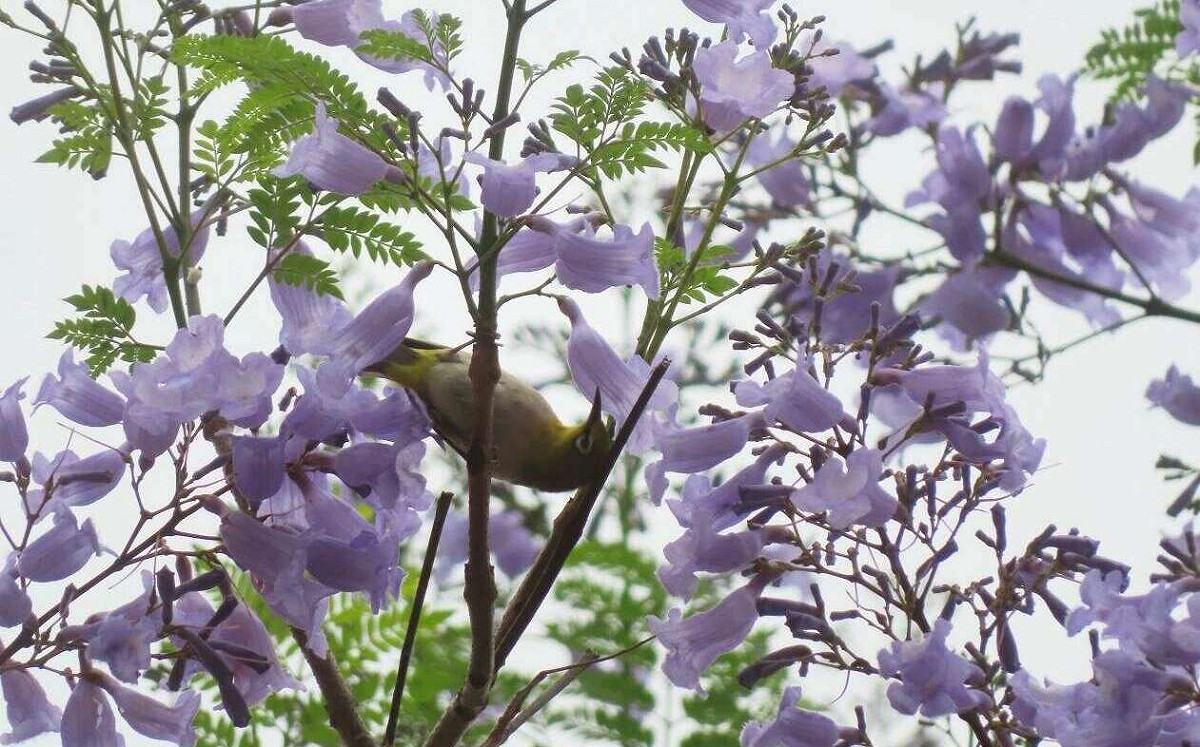 春末夢幻美景！天母「浪漫亭」藍花楹綻放 藍紫色落花鋪滿綠地