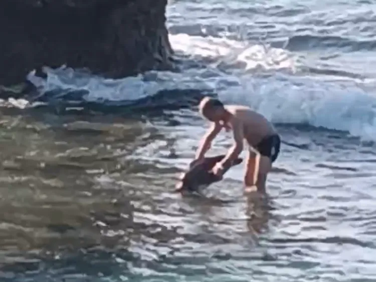 中國籍劉姓男子在小琉球抓起海龜，依違反《野生動物保育法》函送。 圖：翻攝畫面