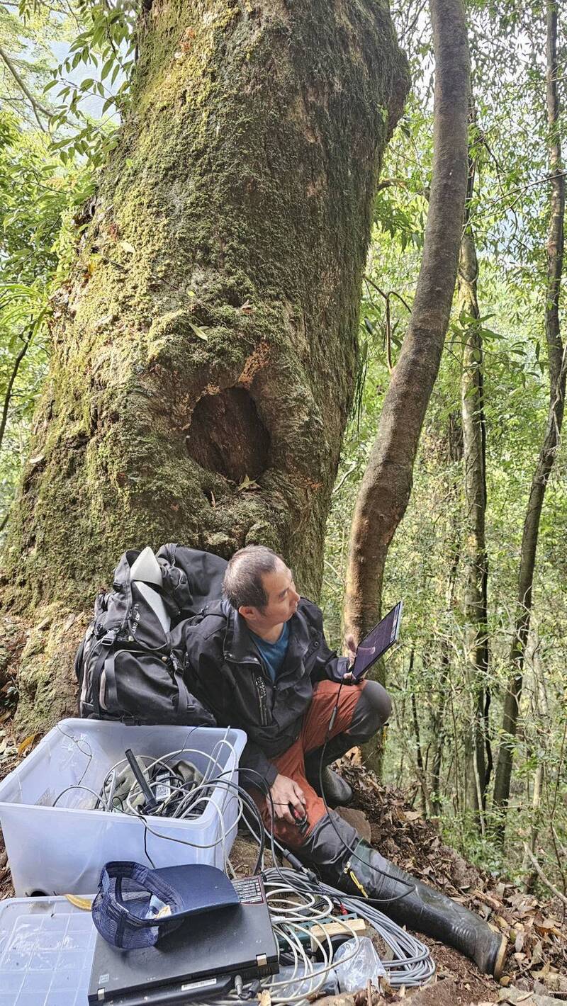 屏科大團隊也進一步確認母鳥腳環編號為「A33」，為洪孝宇助理教授於105年攻讀博士期間所繫放個體。當年牠仍為年輕個體，如今時隔10年再度現身，並成功繁殖。 圖：取自雪霸國家公園管理處