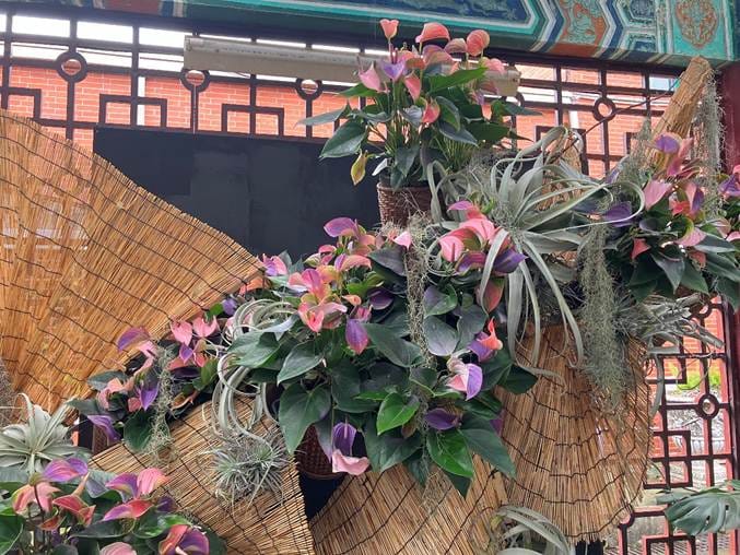 士林官邸火鶴花展將於5月展開，本次展覽集結了紅、粉、桃、紫、綠、乳白及巧克力色等27種火鶴花。 圖：台北市政府工務局公園處／提供