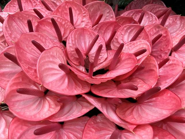 透過花藝噴色技術與幾何排列手法營造出波浪、圓弧與螺旋等視覺律動感 圖：台北市政府工務局公園處／提供
