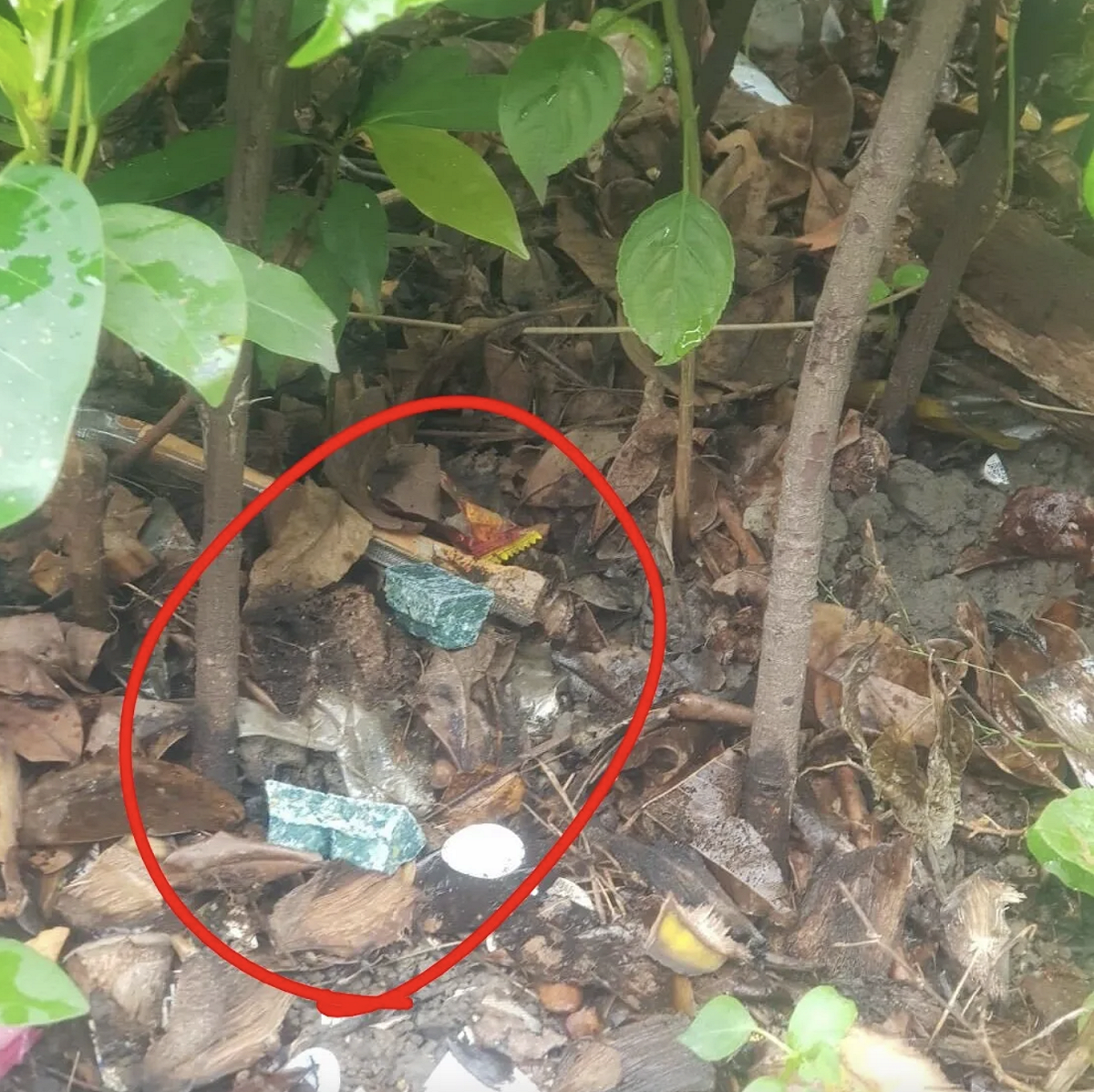 台北多處公園與街區出現老鼠蹤跡，市府在公園投放鼠藥畫面曝光。 圖：翻攝自 林亮君Threads