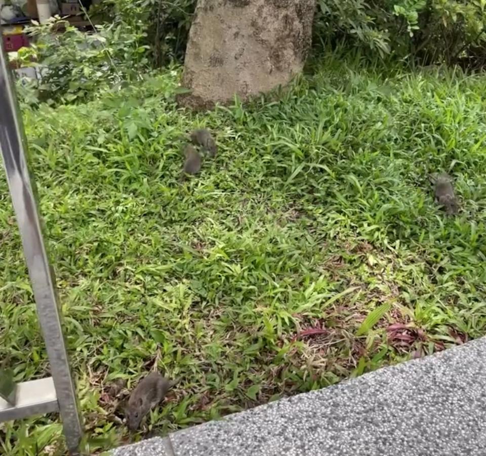 台北老鼠橫行，鼠患爆發場景掀起許多民眾議論。 圖：翻攝自 Threads