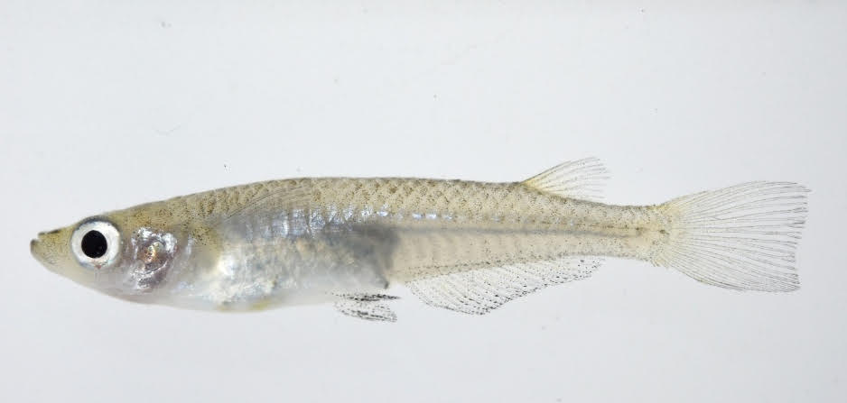 此為噶瑪蘭青鱂雌魚。取名「噶瑪蘭」是因為模式標本在宜蘭採集到，而宜蘭的舊名即為噶瑪蘭。 圖：生多所／提供