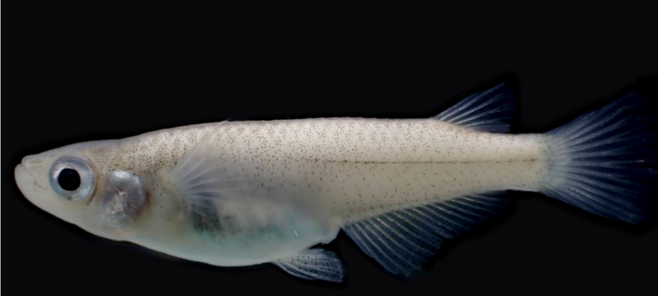 此為中華青鱂雌魚。 圖：生多所／提供
