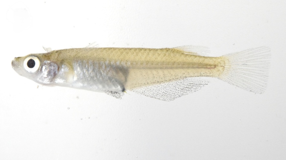 此為噶瑪蘭青鱂雄魚，台灣的「噶瑪蘭青鱂」雄魚在背部形狀上缺乏中華青鱂特有的明顯隆起，且在脊椎骨數目主要為29枚，少於中華青鱂的31枚。 圖：生多所／提供