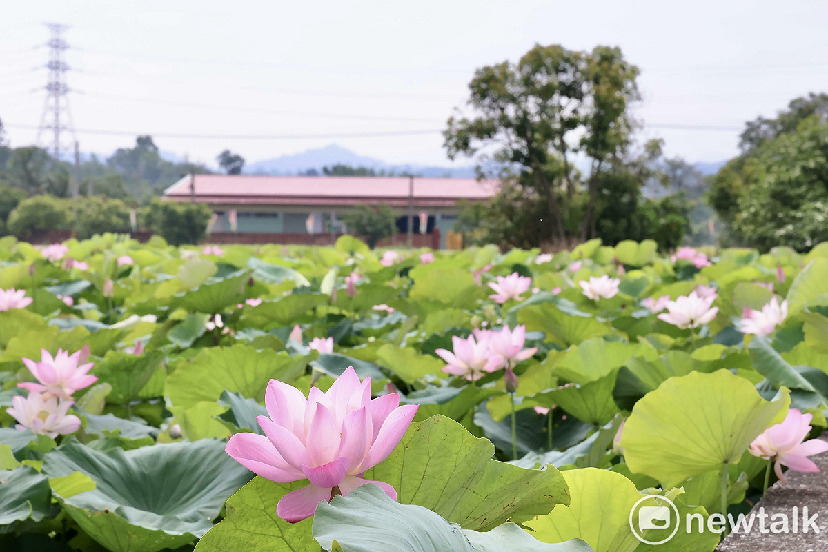 一年一度的白河蓮花季熱鬧登場！白河區公所今日於馬稠後關帝廳舉辦開幕活動，台南市長黃偉哲當場宣布象徵夏日的「2026白河蓮花季」正式展開。 圖：台南市政府/提供