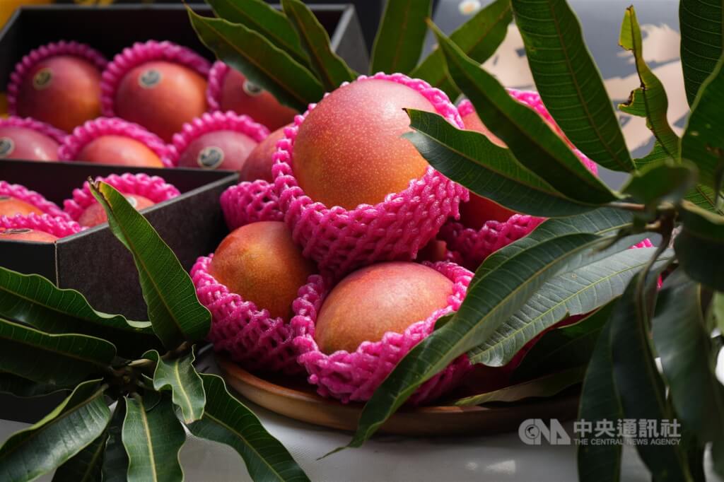 圖為台灣芒果。（中央社檔案照片） 圖：中央社提供