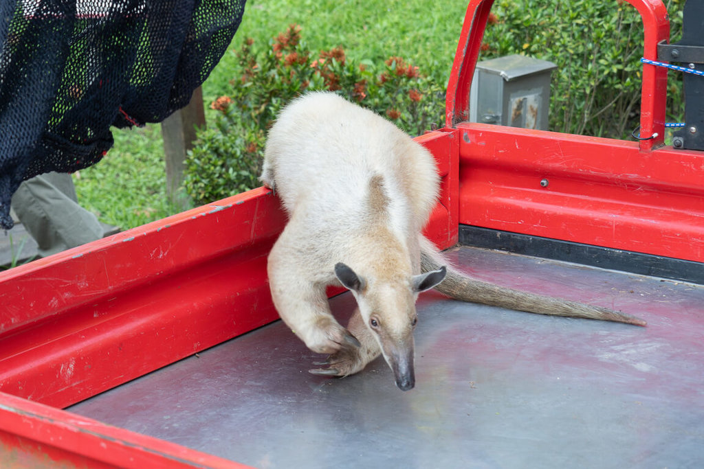 動物園25日表示，工作人員傍晚發現「黑妞」悠哉蹓躂環園道路上，帶回後初步檢查無外傷且活力佳。 圖：台北市立動物園提供