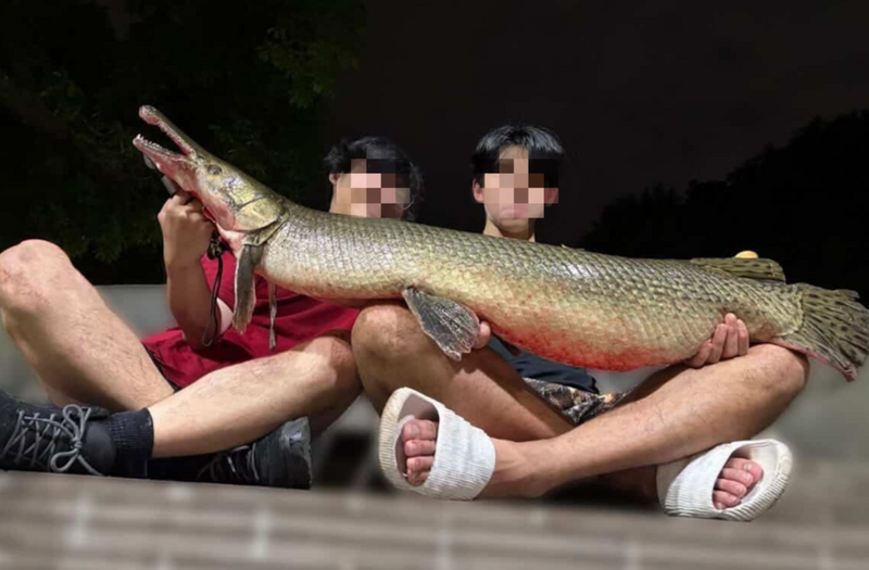 成功大學釣魚社臉書PO出照片，2人將二二八公園內吉祥物鱷雀鱔釣走。 圖：翻攝自臉書