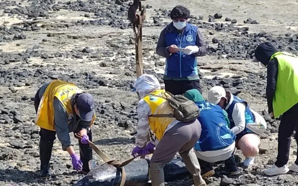 昨才重返大海！澎湖青螺濕地驚見「3死亡海豚」疑為沙港迷航個體