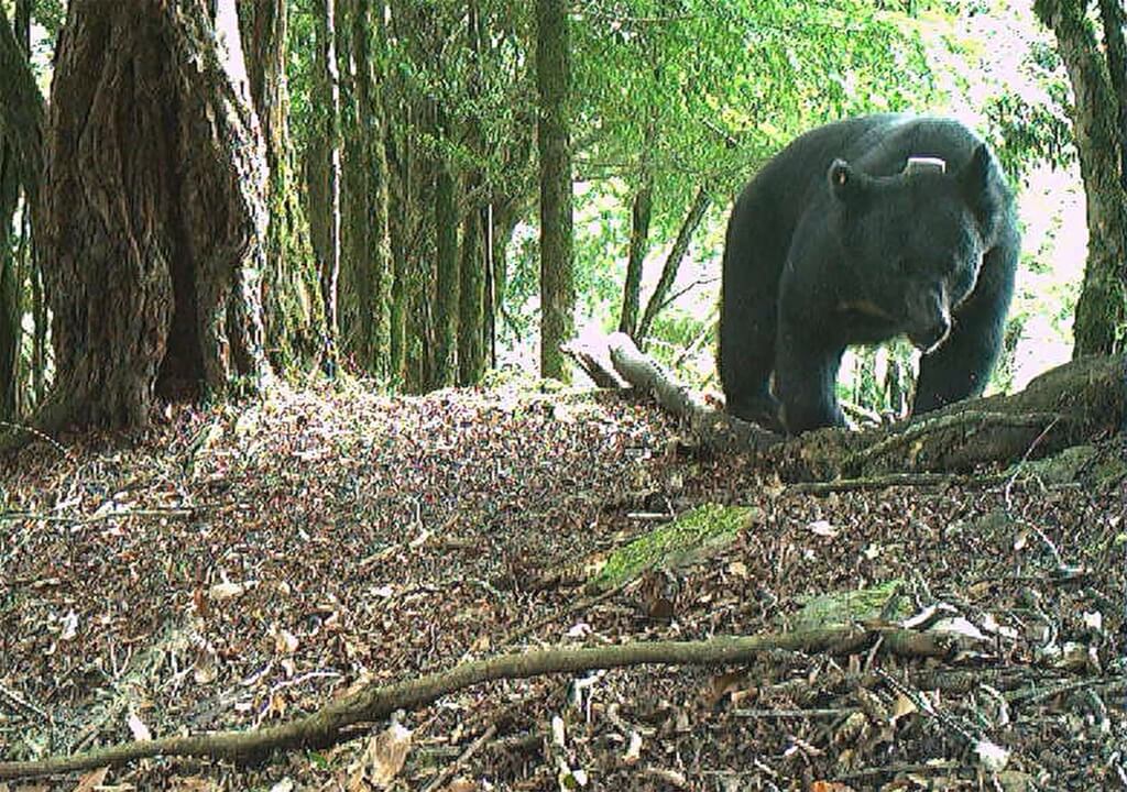 圖為玉管處過去委託研究拍下玉山國家公園內活動的黑熊影像。 （玉管處提供）