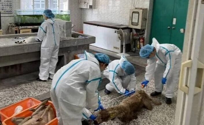 張美阿嬤兒子王逢昇利用空拍機投毒，殺害競爭對手園區內動物。 圖：翻攝畫面