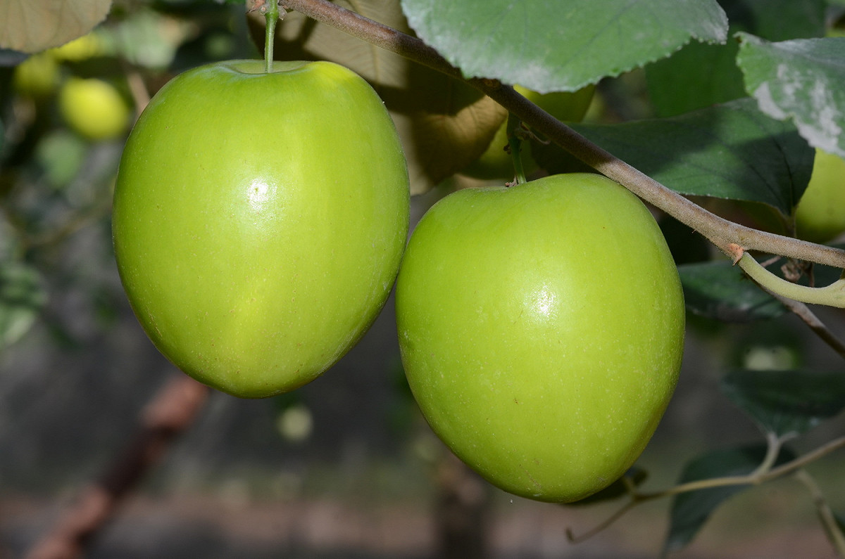 蜜棗台農12號「水蜜」果形碩大飽滿，外表亮綠如翡翠。 圖：農委會提供