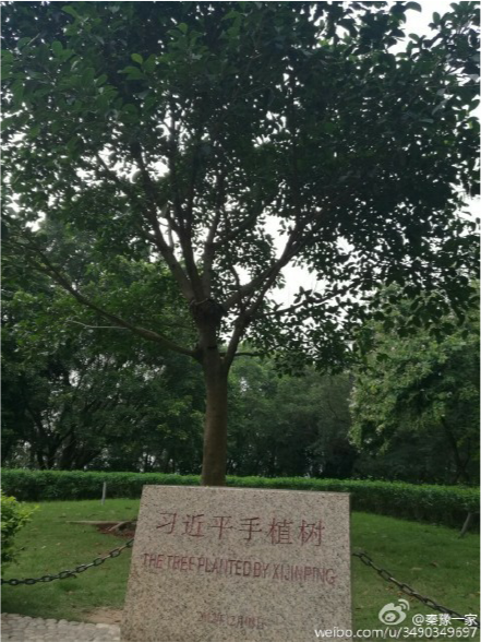 習近平當年在深圳蓮花山種下的一棵高山榕，如今已枝繁葉茂。近日在各地掀起參觀革命聖地的熱潮中，這裡也迎來了一批批的深圳市民。 圖：翻攝自微博